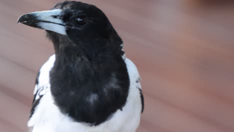 a magpie turning its head and looking around