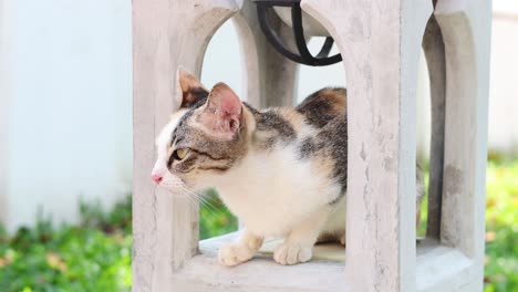 a cat grooms itself and observes its surroundings.