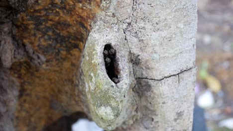 a close-up of stingless bees swarming around the entrance of a manmade hive. these bees are bred for their highly nutritious honey, buzzing actively near their nest opening.