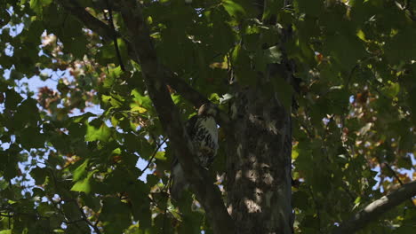hawk in a tree
