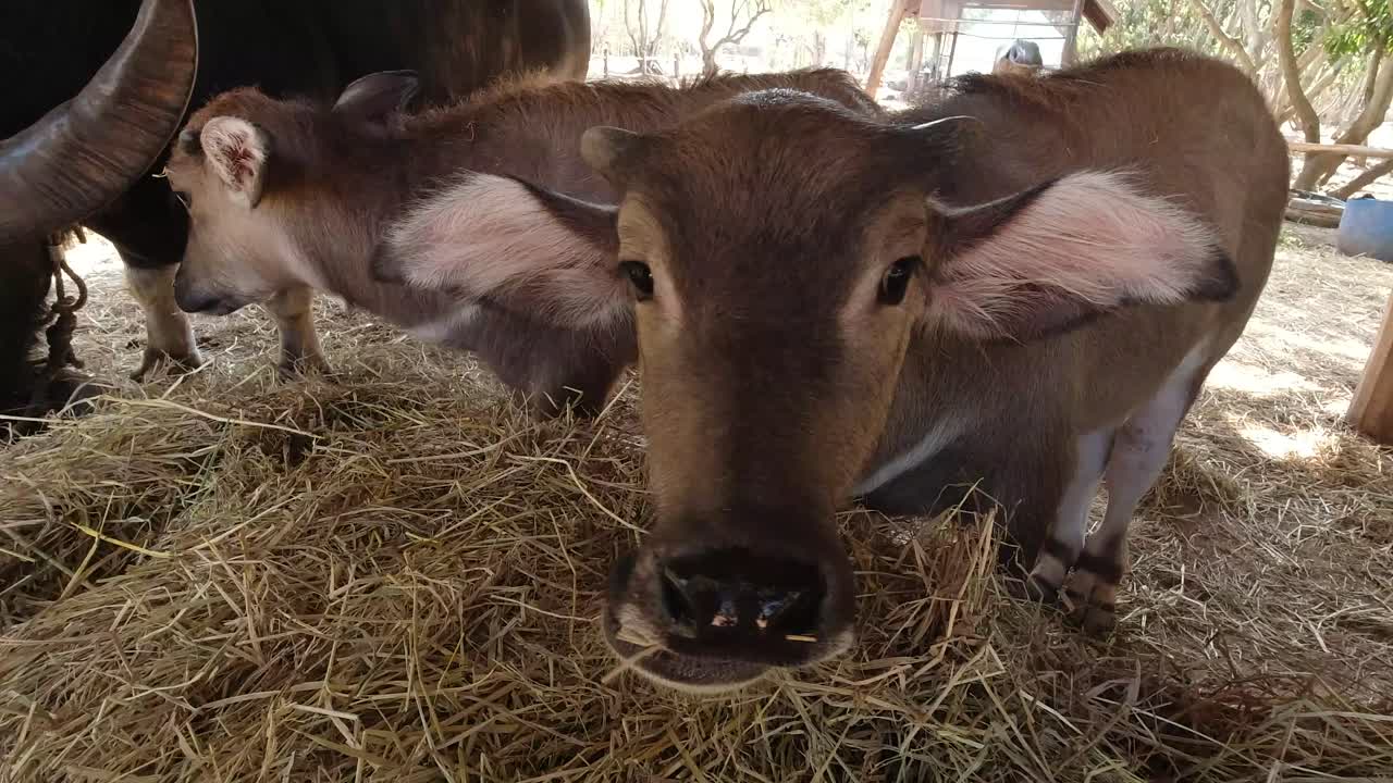 Giovane vitello di bufalo d'acqua asiatico che mangia in uno zoo interattivo in Thailandia