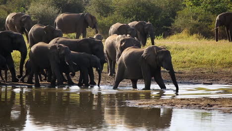 Toma-Panorámica-De-Una-Manada-De-Elefantes-Africanos-Moviéndose-Elegantemente-Pasando-Un-Abrevadero-Hasta-Que-Comienzan-A-Cruzar-El-Agua-Juntos-Como-Grupo-Con-Los-Jóvenes-En-El-Medio