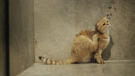 Red-cat-in-the-shower---paw-washes-his-wet-fur.-Water-loving-cat-takes-a-shower