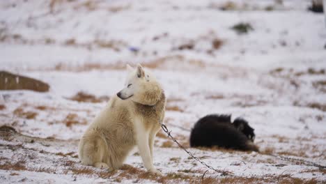 sled dog chained up in a field
