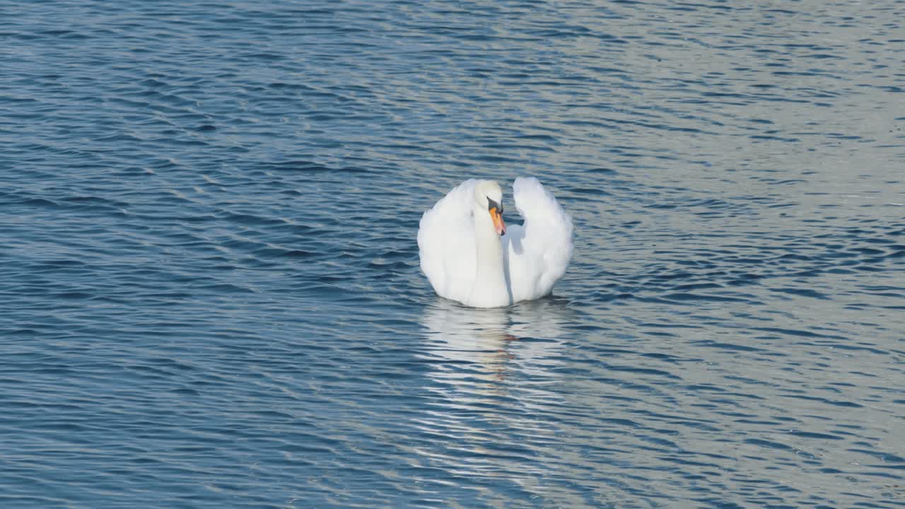 un solo cisne con alas levantadas agresivamente nada desde la distancia hacia la cámara en aguas tranquilas
