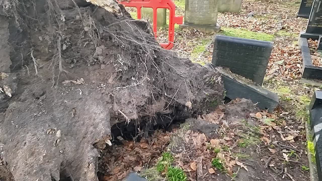 Wind blown fallen tree destroying surrounding cemetery gravestone burial plot after storm
