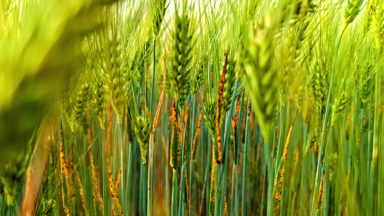 Close-up of wheat crop field with green ears swaying in the wind. Natural background with agricultural crop field in golden hour sunlight