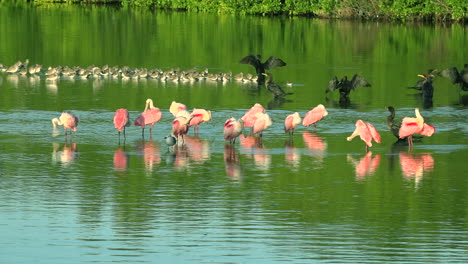 beautiful birds wade in golden light along the florida coast