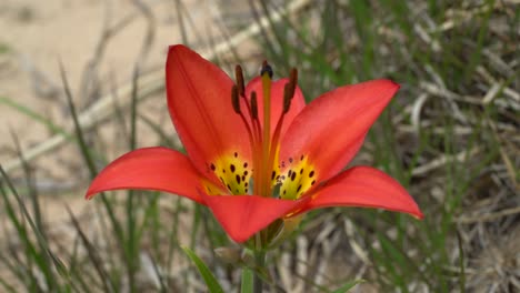 vibrant flower in the sand