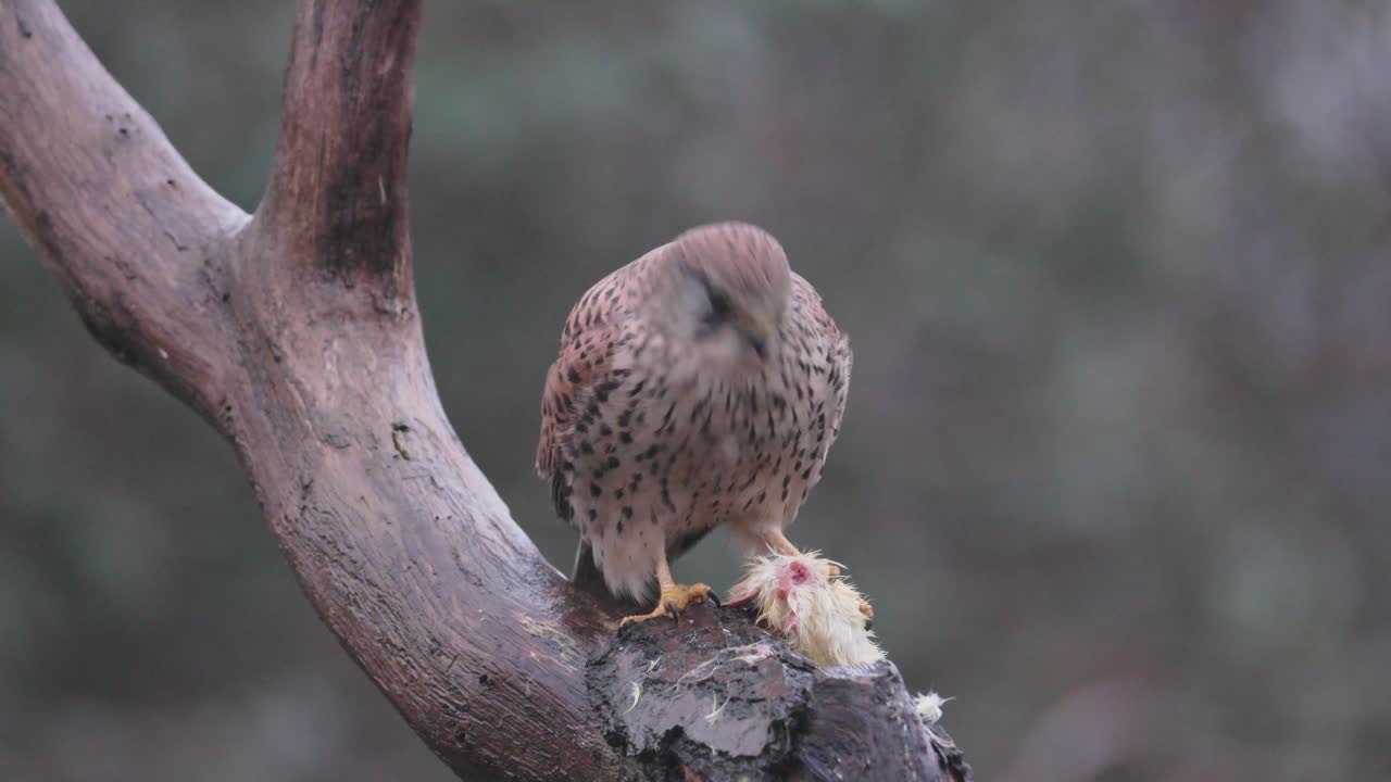 Kestrel feeding perched on a branch