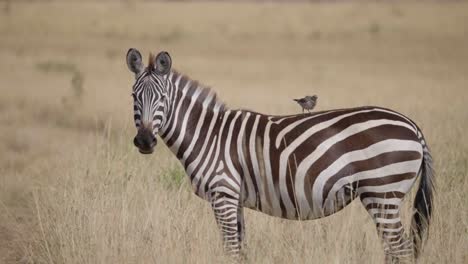 a zebra stands in the golden plains of maasai mara, with an ox-pecker bird perched on its back.