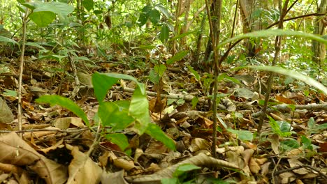 insecto escarabajo luchando en el suelo del bosque de hoja ancha en un día soleado