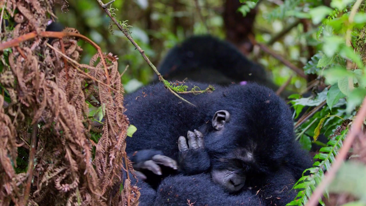 Giovani gorilla di montagna che interagiscono giocosamente tra liane, rami e fogliame nella foresta dell'Uganda, in Africa, durante un'escursione naturalistica