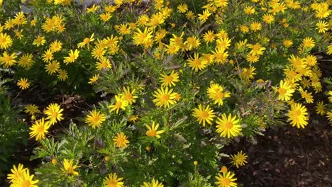 Weite-Nahaufnahme-Eines-Goldenen-Hügels,-Der-Mit-Gelben-Ringelblumen-Bedeckt-Ist,-Die-Sich-Im-Wind-Wiegen,-Eingefangen-In-Atemberaubenden-Ausblicken