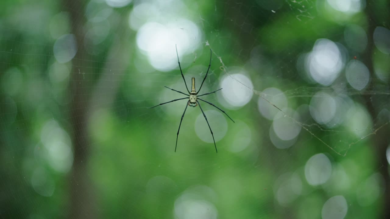 Spider on a Web in Forest