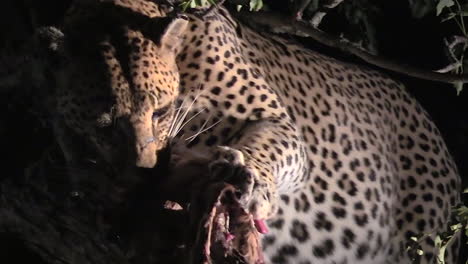 leopardo salvaje alimentándose de su presa por la noche