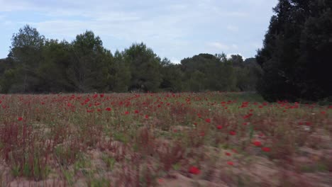 Erkundung-Der-Natur-Mit-Drohnenflug-über-Blumen-Und-Bewegungsunschärfe