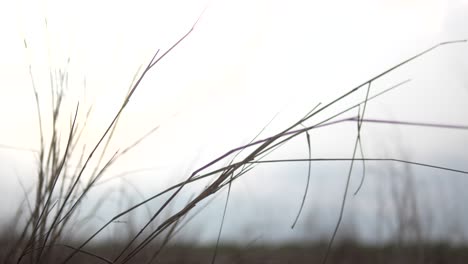 Trockene-Grashalme-Wiegen-Sich-Sanft-Vor-Einem-Hellen,-Bewölkten-Himmel