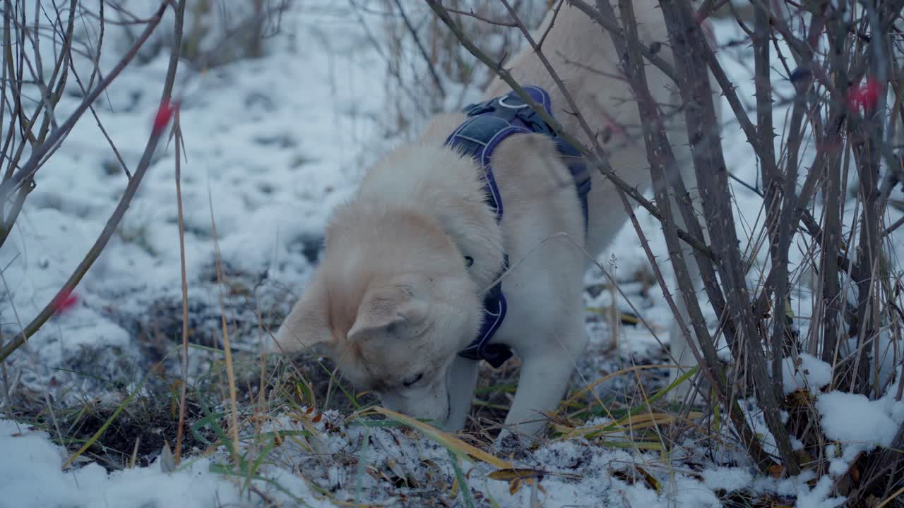 un perro cavando hoyos - husky siberiano en la nieve