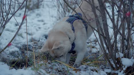 a dog digging hole - siberian husky in snow