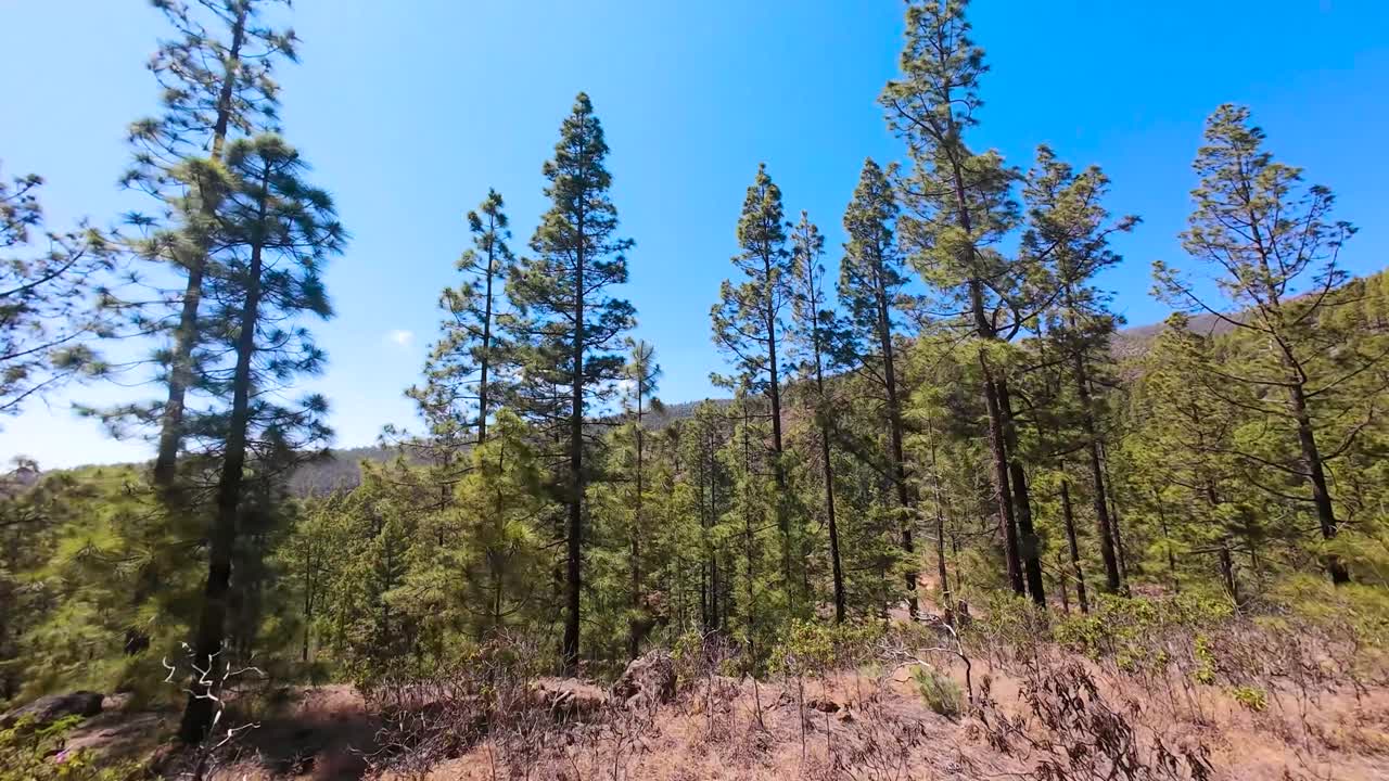 Sunny day in Tenerife's pine forest, tranquil and lush with tall trees