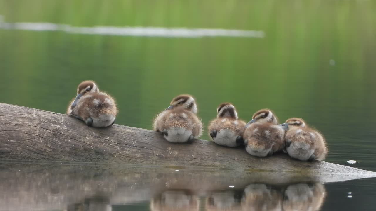휘파람 오리 - 연못 - 병아리 - 물
