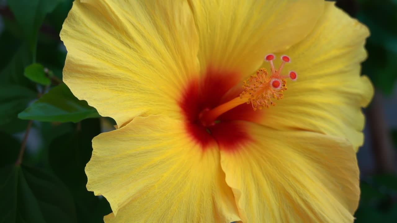 Primo piano di un ibisco giallo hawaiano in un giardino