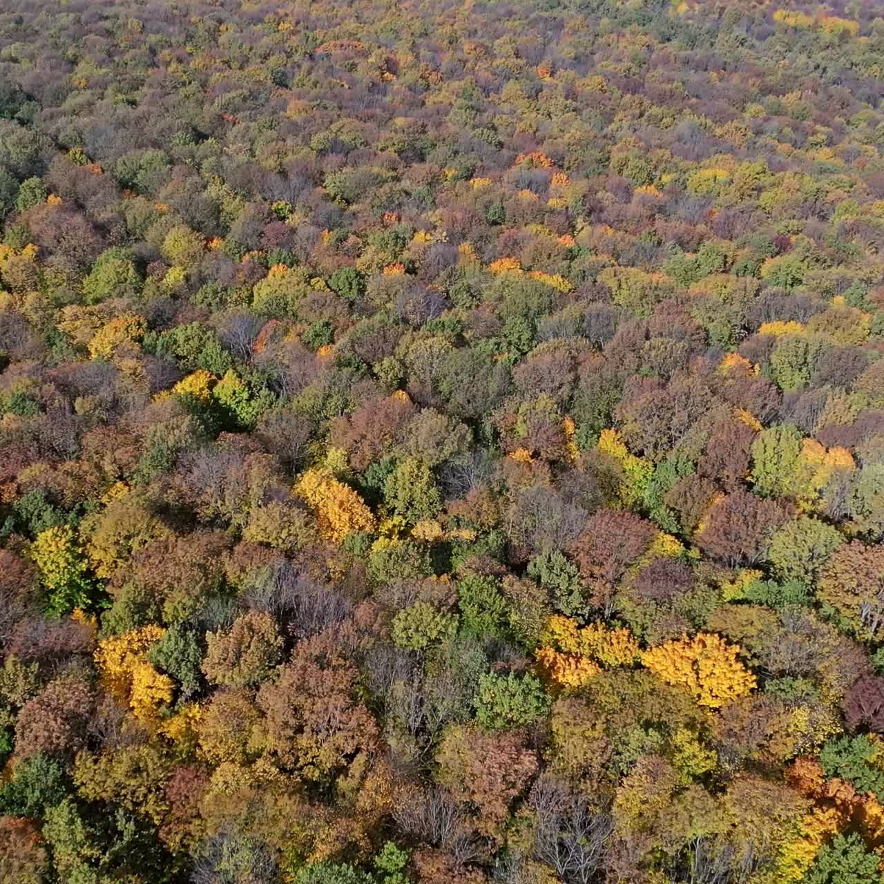 Autumn forest aerial drone view