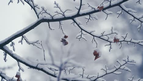 Der-Reine-Weiße-Erste-Schnee-Bedeckt-Die-Trockenen-Herbstblätter-Auf-Dem-Dünnen-Zarten-Ast