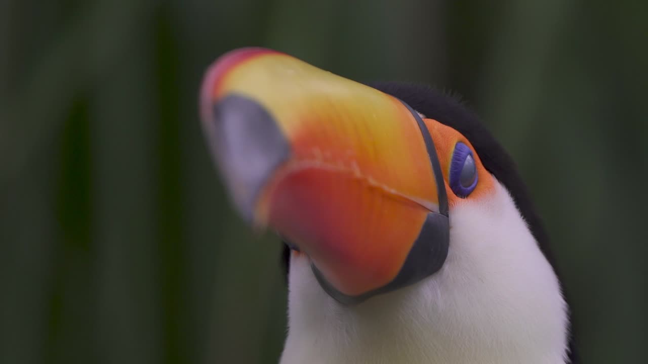 macro disparo a la cabeza de un tucán toco salvaje y curioso