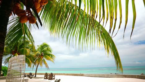 static shot of tropical beach resort at the seaside with palm trees