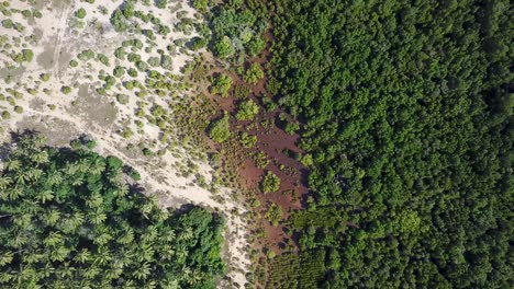 Birds-eye-of-view-of-untouched-natural-scenery-of-tropical-forest-and-mangroves-in-Kenya,-Africa