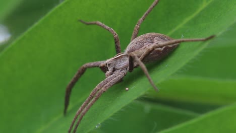 closeup of a nursery web spider, pisaura mirabilis, basking on a lupin leaf