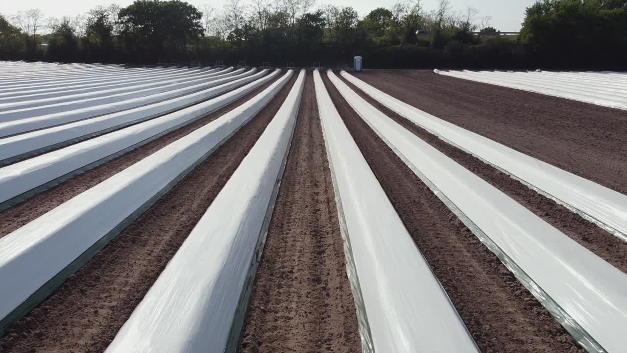 Drone flight along the long lines of asparagus fields in Germany Europe on a sunny day