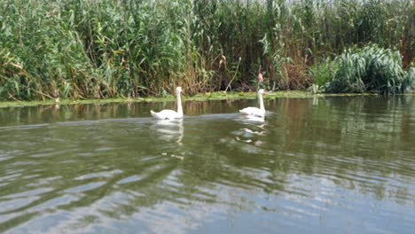 hermosos cisnes en el lago
