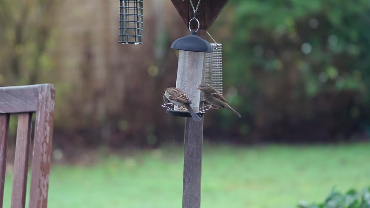 House sparrows eat at a garden feeder
