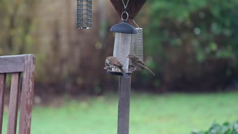 house sparrows eat at a garden feeder