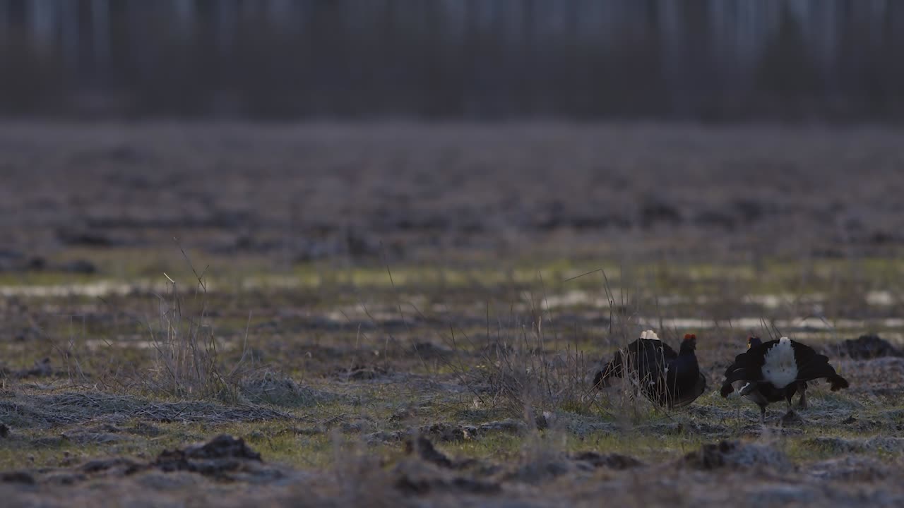 Lotta in lek di accoppiamento di galli forcelli di primo mattino.