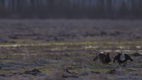 Black-grouse-breeding-lek-fight-in-early-morning