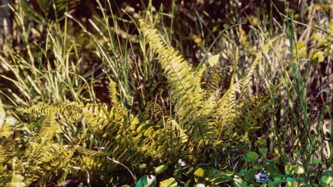 Sonne-Scheint-In-Den-Tropischen-Wald