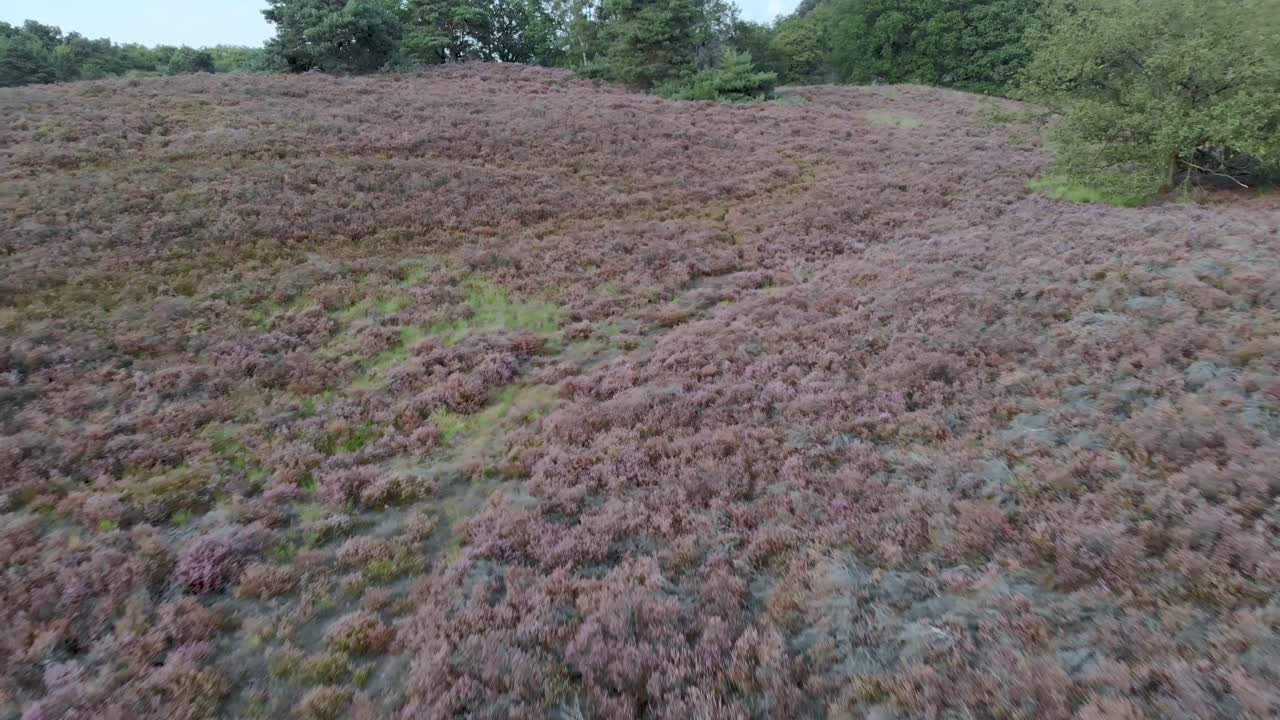 vista aérea del floreciente brezal púrpura con estanques y agua en el parque nacional de mainweg, países bajos - imágenes de drones de 4k