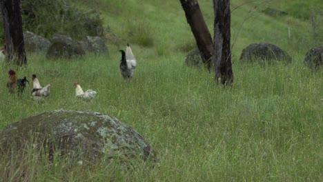 On-natural-open-farm-wildlife-chickens-roosters-and-hens-on-grasslands