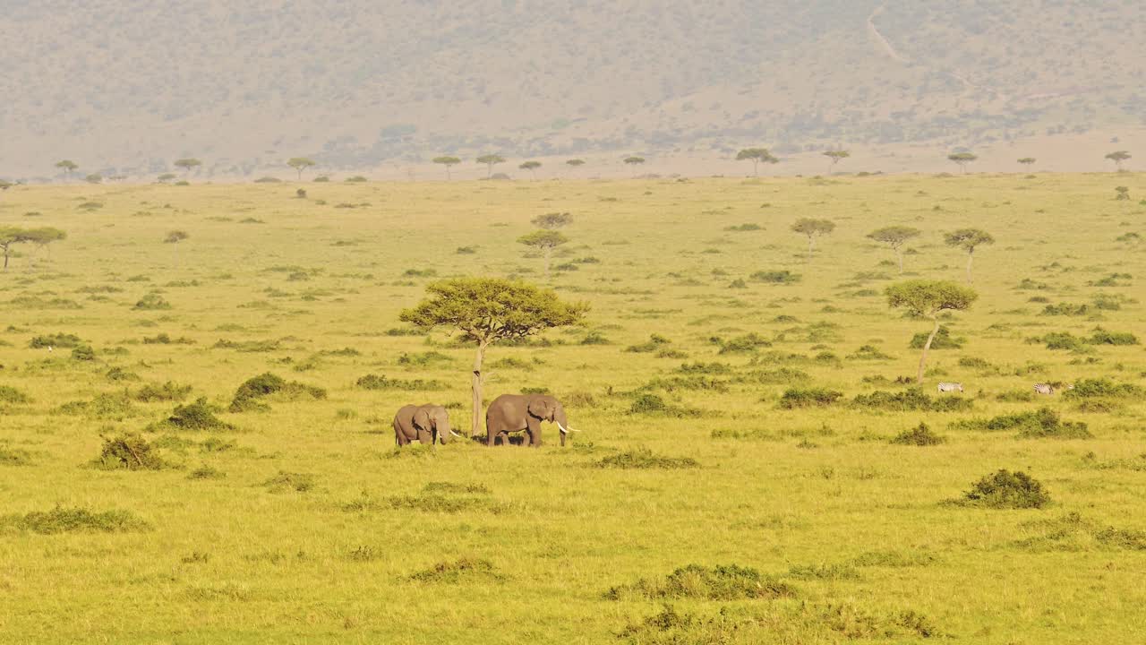 아프리카 의 케냐 의 마사이 마라 에 있는 아프리카 동물 인 코끼리  ⁇  의 공중 촬영
