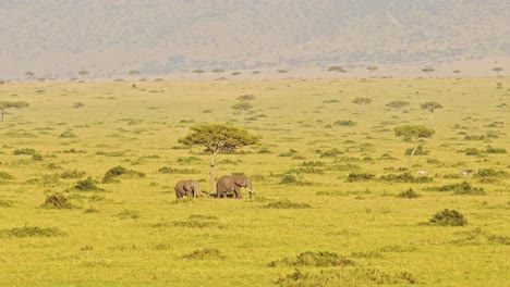 fotografía aérea de una manada de elefantes, animal africano en masai mara en áfrica, kenia paseo en globo de aire caliente vista de vuelo volando sobre increíble hermoso paisaje de sabana en masai mara desde arriba