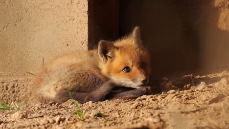 Süßer,-Neugieriger-Rotfuchsbaby,-Der-Den-Schmetterling-Beobachtet