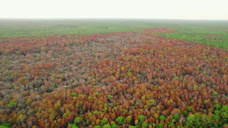 Osceola-Wildlife-Management-Area-Florida's-autumn-colored-wilderness,-highlighting-natural-beauty-and-conservation