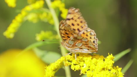 butterfly queen of spain fritillary (issoria lathonia) is a butterfly of the family nymphalidae. these butterflies live in open areas, in dry lawns, agricultural wastelands and in extensive crops.