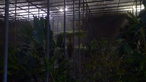 plantas de invernadero en los jardines botánicos de lisboa en portugal en una noche lluviosa