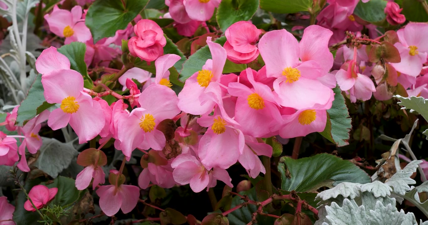 Begonia de cera, begonia de flor rosa en los Jardines Butchart de Victoria, Columbia Británica, Canadá