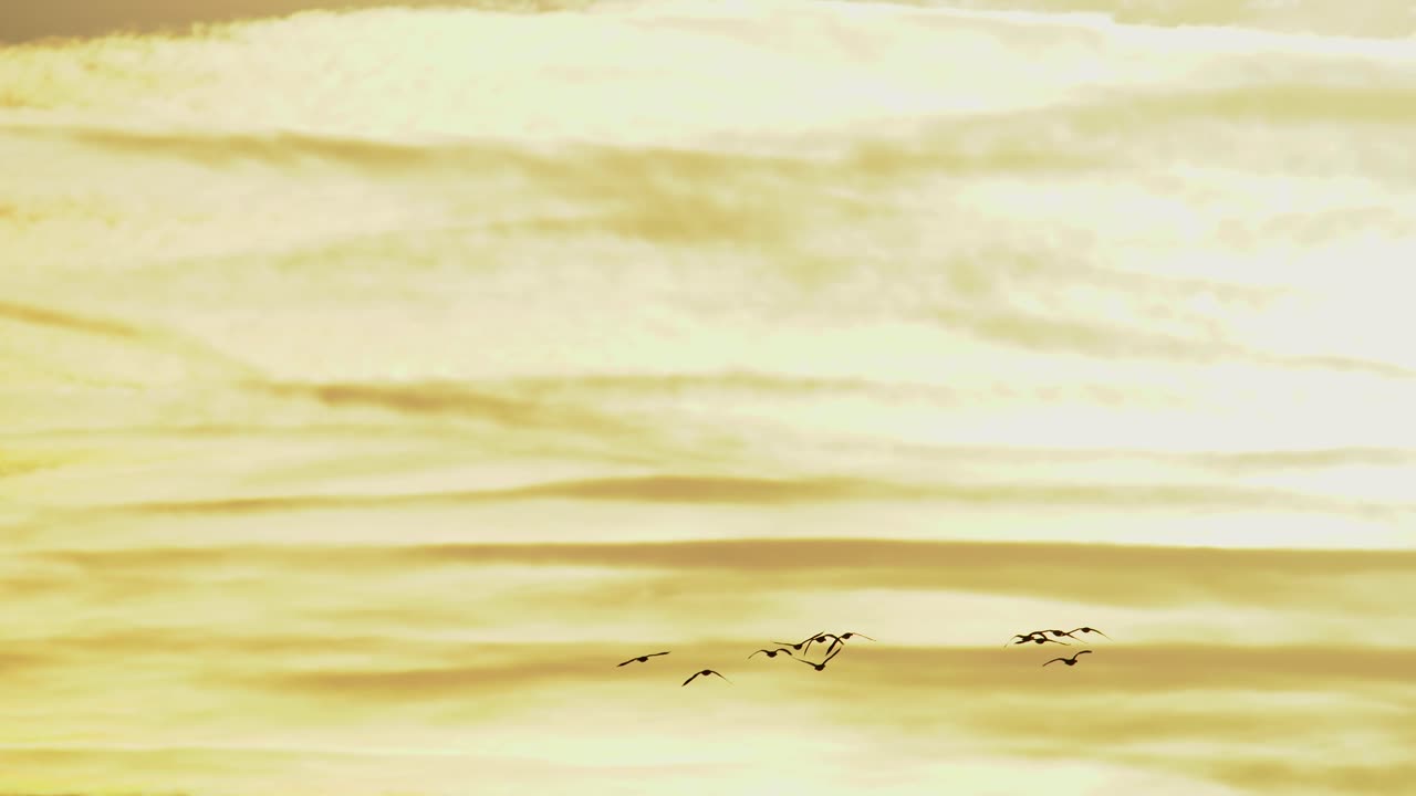 주황색 하늘을 배경으로 날아가는 기러기 떼